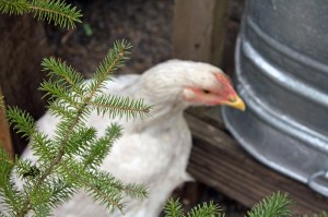 IMG_7471 - Copy.small