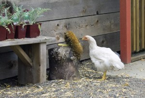 IMG_7550 - Copy.small