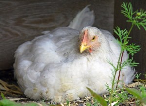 IMG_7605 - Copy.small