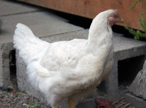 IMG_7620 - Copy.small