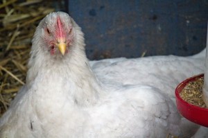 IMG_7809 - Copy.small