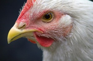 IMG_7962 - Copy.small