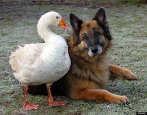 o-GERMAN-SHEPARD-AND-GOOSE-570