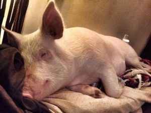 Esther the Wonder Pig