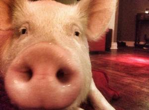 Esther the Wonder Pig4